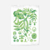 Vintage Walnut Botanical Green Print