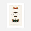 Butterfly Diagram Vintage Antique Print