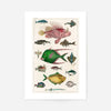 Fish 3 Vintage Antique Print