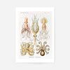 Gamochonia Octopus and Squid Vintage Antique Print