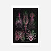 Gamochonia Octopus and Squid Vintage Black Antique Print