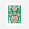 Jellyfish Green and Pink Vintage Antique Print