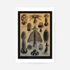Mushrooms Diagram Vintage Antique Print