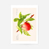 Peach Branch Vintage Antique Print