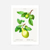 Two Pears Vintage Antique Print