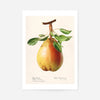 Large Pear Vintage Antique Print
