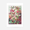 Tropical Birds Vintage Antique Print