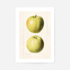 Two Apples Vintage Antique Print