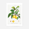 Yellow Plum Branch Antique Vintage Fruit Print