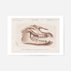 Fossil Skull Vintage Antique Print