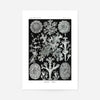 Lichens Black and White Vintage Antique Print