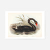 Black Swan Vintage Antique Bird Print
