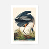 Blue Heron Vintage Antique Bird Print