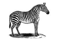 Zebra Vintage Antique Print