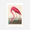 American Flamingo Vintage Antique Bird Print