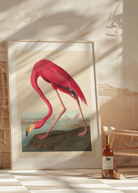 American Flamingo Vintage Antique Bird Print