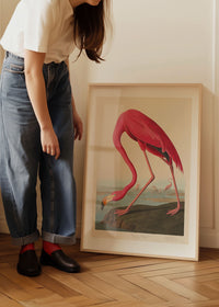 American Flamingo Vintage Antique Bird Print