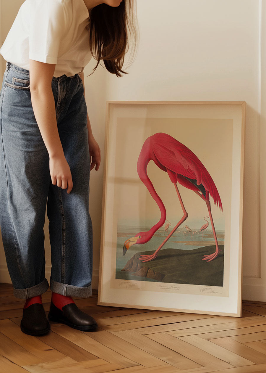 American Flamingo Vintage Antique Bird Print