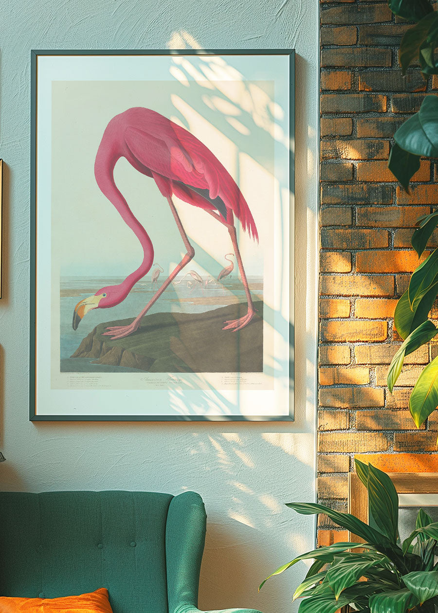 American Flamingo Vintage Antique Bird Print