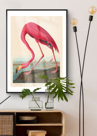 American Flamingo Vintage Antique Bird Print