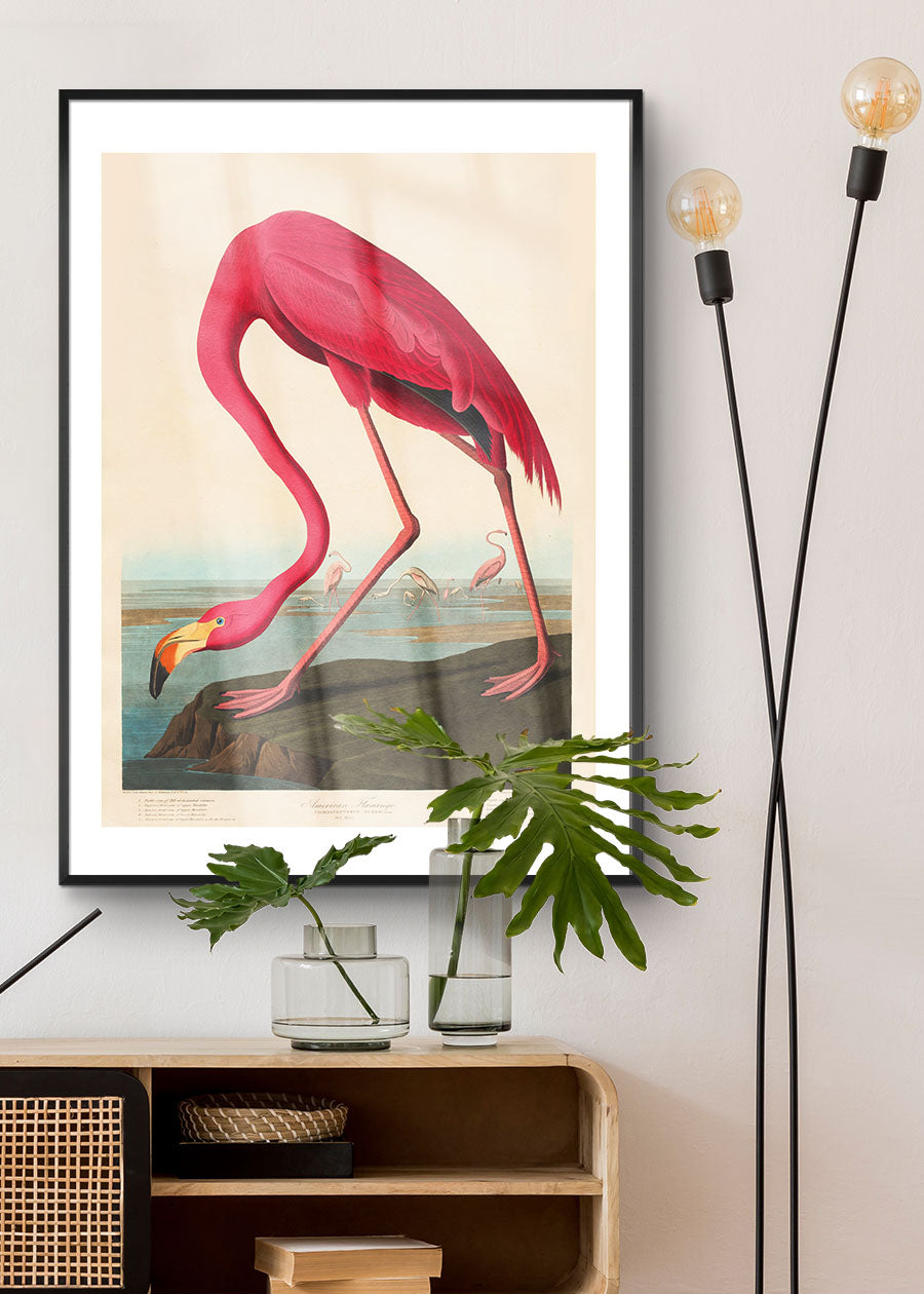 American Flamingo Vintage Antique Bird Print