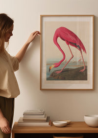 American Flamingo Vintage Antique Bird Print