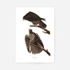 Labrador Falcon Vintage Antique Bird Print