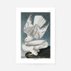 Iceland Falcon Vintage Antique Bird Print