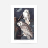 Snowy Owl Vintage Antique Bird Print