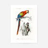 Parrot Vintage Bird Print