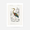 Heron Vintage Bird Print