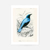Drongo Vintage Bird Print