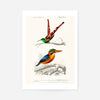Passerine Vintage Bird Print