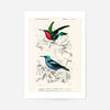 Hummingbird Vintage Bird Print
