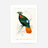 Pheasant Vintage Bird Print