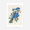 Blue Jay Vintage Bird Print