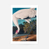 Whooping Crane 2 Vintage Bird Print
