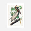 Brown Pelican Vintage Bird Print