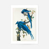 Columbia Jay Vintage Bird Print