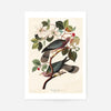 Band Tailed Pigeon Vintage Bird Print