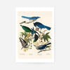 Five Birds Vintage Bird Print