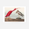 Scarlet Ibis Vintage Bird Print