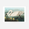 Common Swan Vintage Bird Print