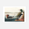 Goosanders Vintage Bird Print