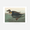 Scoter Duck Vintage Bird Print