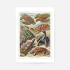 Turtles and Tortoises Vintage Print