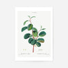 Alpine Buckthorn Vintage Antique Print