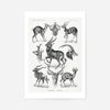 Antelope Vintage Antique Print
