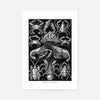 Crabs Black & White Illustration Print