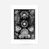 Fungi Illustration Print